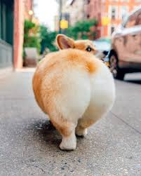Suns Out Buns Out